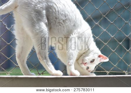 Domestic White Cat Resting In His Home.