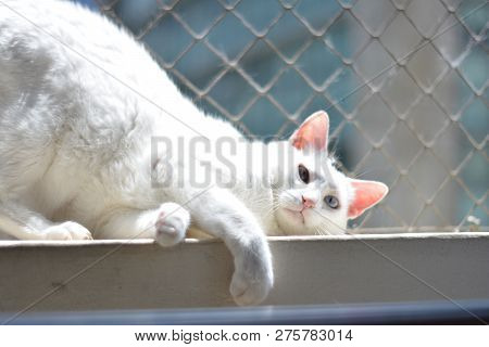 Domestic White Cat Resting In His Home