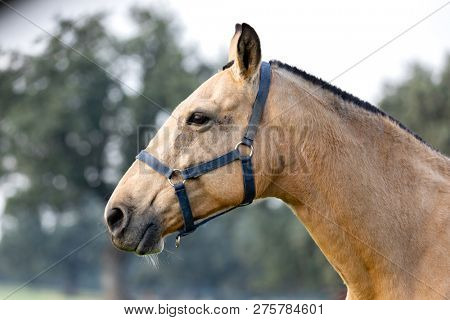 Portrait of a brown beautiful horse in the countyside