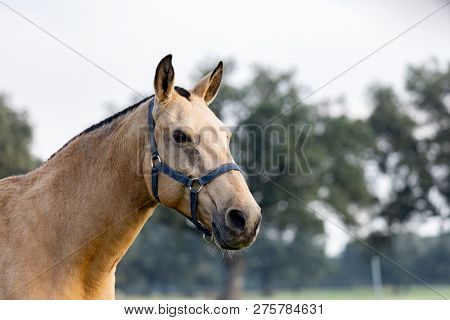 Portrait of a brown beautiful horse in the countyside