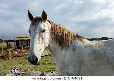Portrait of a beautiful white horse in the countyside