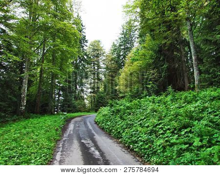 Subalpine Forests In The Ostschweiz Region - Canton Of Appenzell Ausserrhoden, Switzerland
