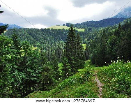 Subalpine Forests In The Ostschweiz Region - Canton Of Appenzell Ausserrhoden, Switzerland