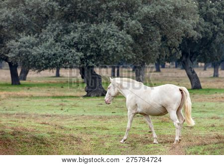 Portrait of a beautiful white horse in the countyside