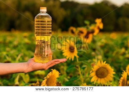 Man's Hand Hold Bottle Of Sunflower Oil. Sunflower Oil Improves Skin Health