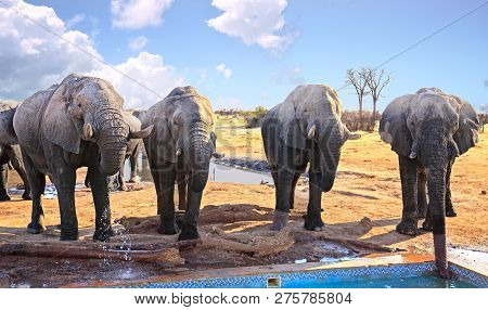 Four Large African Elephants Standing In A Line Drinking From The Camp Swimming Pool In Hwange Natio