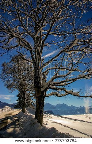 The Branches Of A Deciduous Tree Covered In Snow Fill The Frame, Against The Backdrop Of The Alps Mo