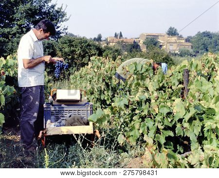 Maubec, France-september 21, 2017: Men Harvesting Blue Grapes In The Luberon, France