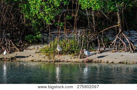 Ibises In Mangrove Trees On An Island In A Florida Wetland  As The Morning Sun Casts Shadows On The 