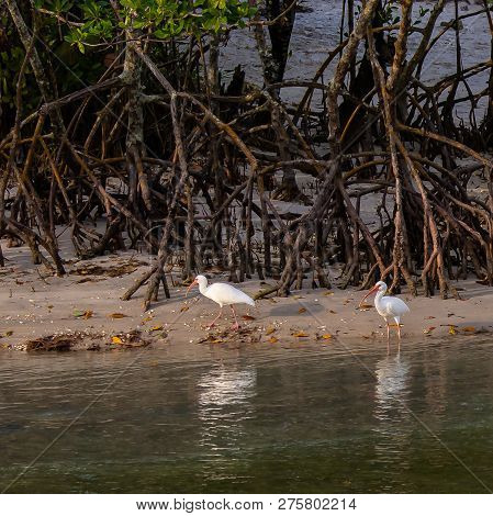 Two Ibises Reflecting In Florida Wetland Lagoon As They Feed In The Morning Sunshine.