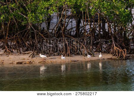 Ibises And Their Reflections On An Island In A Florida Mangrove Lagoon.