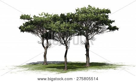 Italian Stone Pine Cluster On A Green Area - Isolated On White Background - 3d Illustration
