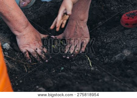 Female Hands Plant A Green Plant In The Ground. On His Hands A Shadow From The Net. Hands In Pattern