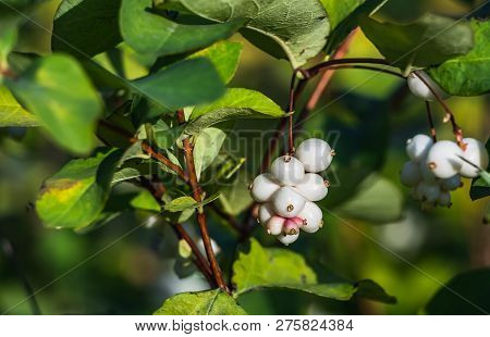 A Brush Of White And Green Berries Svidina White With Green Leaves In Autumn