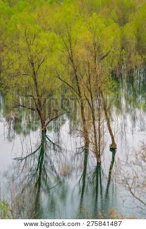 Green Trees Reflected In The Shallow Shore Waters Of The Skadar Lake, Skadar Lake National Park, Mon