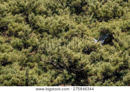 Gray Heron With Wings Extended Partially Hidden While Perched On Branch Of Evergreen Tree On Sunny D
