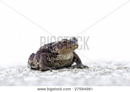 Sitzung Frosch