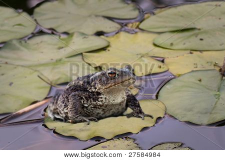Frosch auf Seerose Blatt