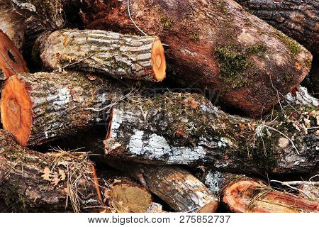 Lumber Heap Background. Sawn Logs Texture. Sawn Tree Backdrop.