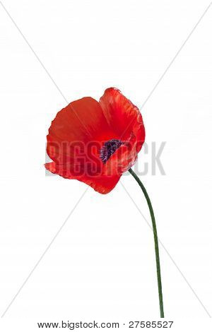 Nahaufnahme von Roten Mohn Blume