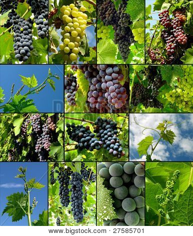 maturazione uve sulla raccolta vite