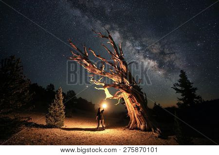 Lightpainted Bristlecone Pine Tree in the Forest
