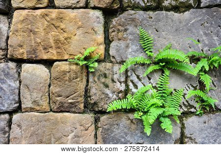 Nephrolepis Exaltata Fern (the Sword Fern) Growing Between A Space Of Stone Brick Wall