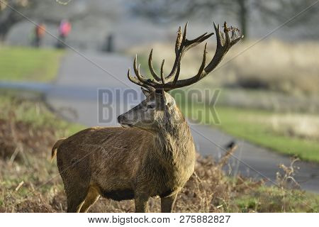 Stunning Red Deer Stag Cervus Elaphus With Majestic Antelrs In Autumn Fall Froest Landscape