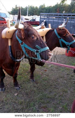Novillos en espera