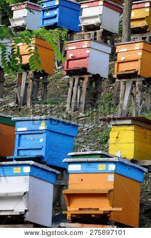 Bee Yard On The Hill In Bulgaria