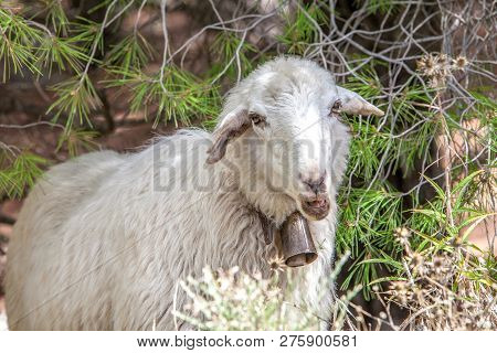 White Sheep Ovis Aries Close Up With Bell On Neck. Roque Nublo