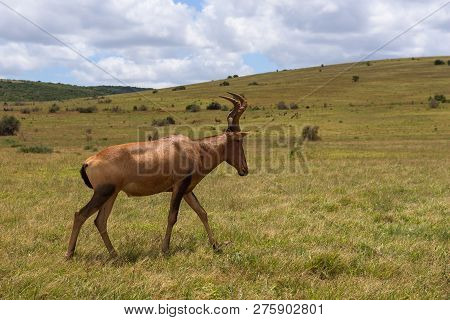 Red Hartebeest Grazing Around On The Savanna In Addo Elephant Park, South Africa