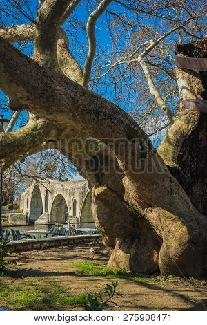 Landscape With Giant Tree Near Medieval Bridge Over River Arahthos In Arta, Greece