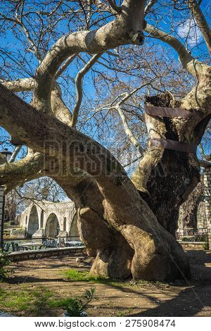 Landscape With Giant Tree Near Medieval Bridge Over River Arahthos In Arta, Greece