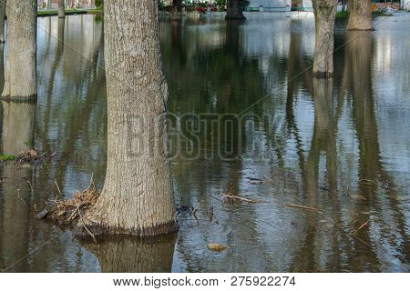 View Of The Trees In The Park Flooded By Intense Rains, Shkoder, Albania