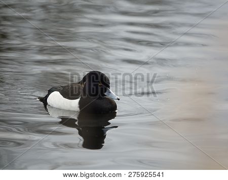 Male Tufted Duck (aythya Fuligula) As Seen In Winter