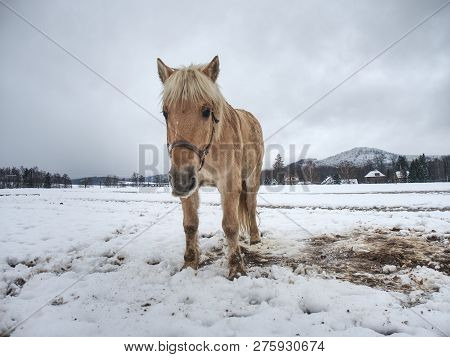 White Horse In The Winter Meadow. Wet Dirty Horse Walk On The Snow