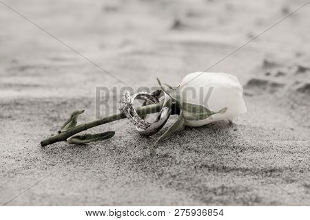 Antique subdued color photo of wedding rings on rose on the beach.
