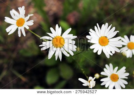 Flower. Chamomile. Shallow Depth Of Field Have Toning