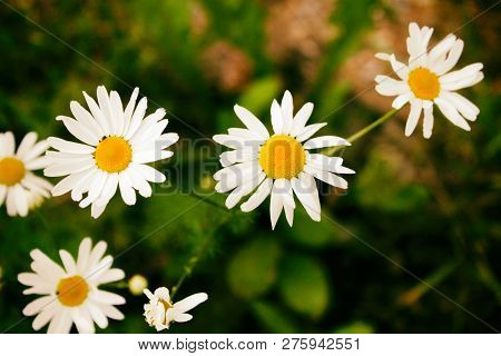 Flower. Chamomile. Shallow Depth Of Field Have Toning