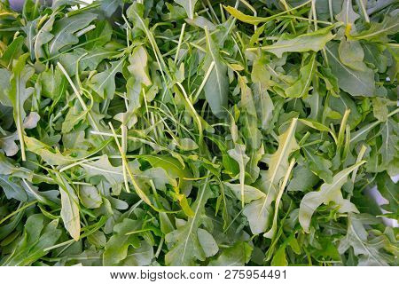 Arugula or Rucula vegetable edible plant just harvested fresh