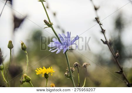Close-up Blossoming Blue Flower Of Chicory (cichorium) And Yellow Flower Of Hawkweed (hieracium Vulg