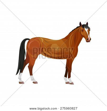 Bay Thoroughbred Horse. Vector Illustration Isolated On White Background
