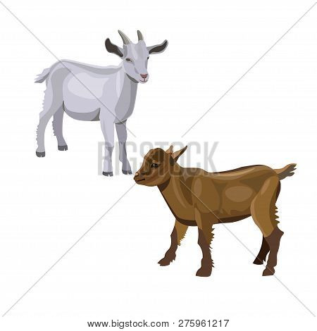 Two Goatlings Standing. Vector Illustration Isolated On White Background