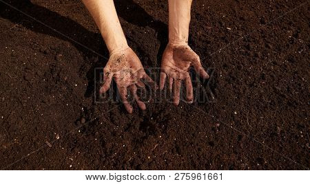 Farmer man hands dirty on substratum of urban garden orchard