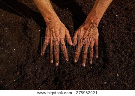 Farmer man hands dirty on substratum of urban garden orchard