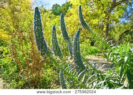 Echium Fastuosum Candicans Pride of Madeira Purple Flowers