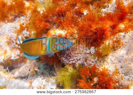 Fredy fish Thalassoma Pavo in Mediterranean underwater alive Ornate Wrasse