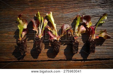 Red oakleaf lettuce seedlings sprouts ready for plant out or trasplant in field
