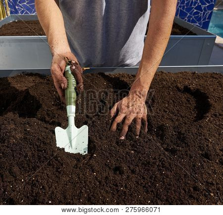 Farmer man hands dirty on substratum of urban garden orchard in raised bed